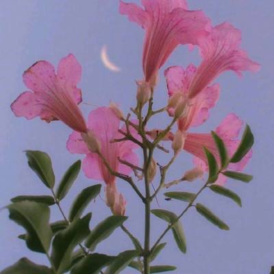 开心厨房消一消下载